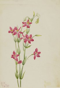 Rosa Centaurus Centaurus venustum, 1925. av Mary Vaux Walcott