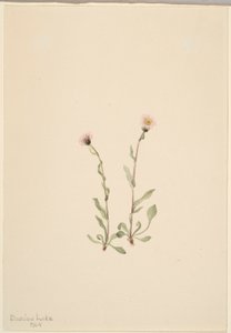  av Mary Vaux Walcott