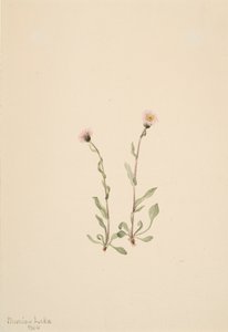 Rosa loppebane Erigeron jucundus, 1904. av Mary Vaux Walcott