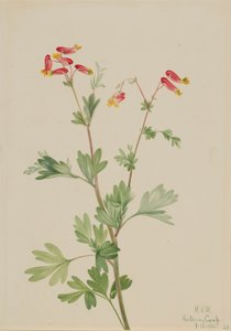  av Mary Vaux Walcott