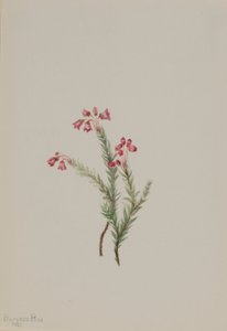  av Mary Vaux Walcott