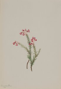 Rosa lyng Phyllodoce empetriformis, 1901. av Mary Vaux Walcott