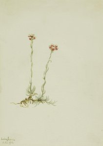  av Mary Vaux Walcott