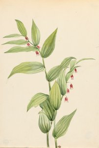 Pink Twisted Stilk Streptopus curvipes, 1913. av Mary Vaux Walcott