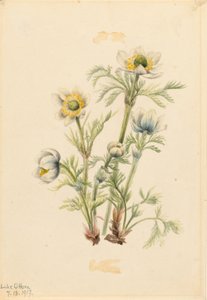 Plume Anemone (Pulsatilla occidentalis) av Mary Vaux Walcott