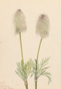 Plume Anemone Pulsatilla occidentalis, 1923. av Mary Vaux Walcott