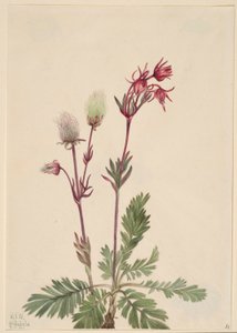  av Mary Vaux Walcott