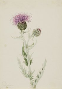 Prairie Thistle Cirsium undulatum, 1923. av Mary Vaux Walcott
