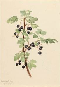 Prickly Currant Ribes lacustre, 1919.