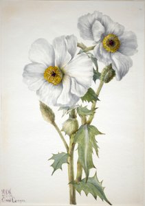  av Mary Vaux Walcott