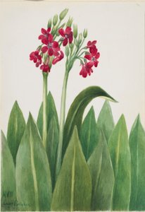  av Mary Vaux Walcott