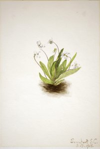  av Mary Vaux Walcott