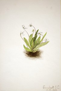Primrose Violet Viola primulifolia, 1918. av Mary Vaux Walcott