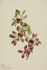  av Mary Vaux Walcott