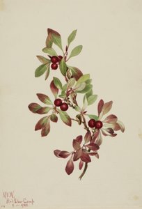 Ptarmiganperry Arktus alpina, 1922. av Mary Vaux Walcott