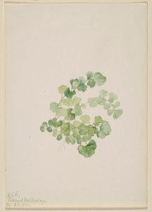  av Mary Vaux Walcott