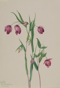 Lilla felykt Calochortus anoenum, 1936. av Mary Vaux Walcott