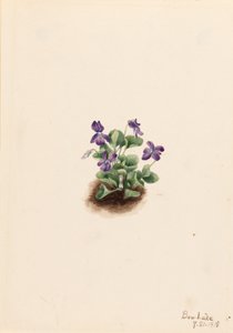  av Mary Vaux Walcott