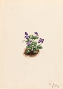 Purple Mountain Violet Viola adunca, 1918.
