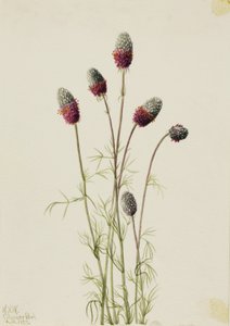  av Mary Vaux Walcott