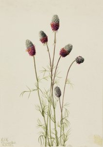 Purple Prairieclover Petalostemon purpureum, 1927. av Mary Vaux Walcott