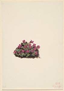  av Mary Vaux Walcott
