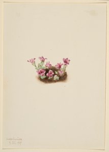  av Mary Vaux Walcott