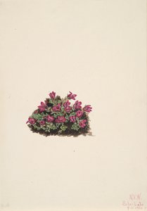 Purple Saxifrage Saxifraga oppositifolia, 1924. av Mary Vaux Walcott