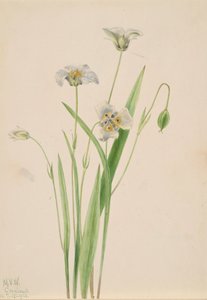 Pussy-ører Calochortus elegans, 1923.