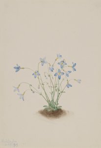 av Mary Vaux Walcott