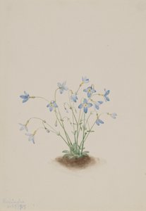 Quakerladies Houstonia caerulea, 1917. av Mary Vaux Walcott