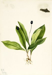  av Mary Vaux Walcott
