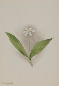  av Mary Vaux Walcott