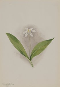 Queencup Clintonia uniflora, 1902. av Mary Vaux Walcott
