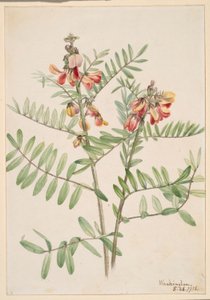 Rabbitbean (Cracca virginiana) av Mary Vaux Walcott