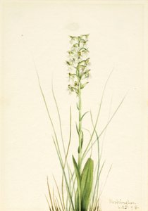 Ragged Fringe Orchid Habenaria lacera, 1918. av Mary Vaux Walcott