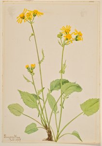  av Mary Vaux Walcott