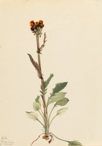 Rayless Groundsel (Senecio pauciflorus) av Mary Vaux Walcott