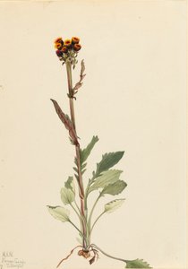 Rayless Groundsel Senecio pauciflorus, 1921. av Mary Vaux Walcott