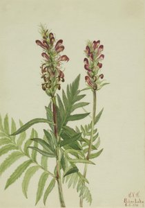 av Mary Vaux Walcott