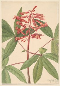 Red Buckeye Aesculus pavia, 1918. av Mary Vaux Walcott