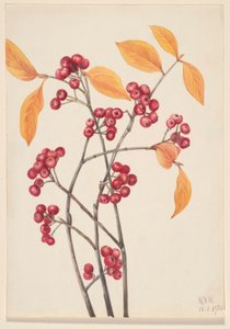Rød aronia (Aronia arbutifolia) av Mary Vaux Walcott