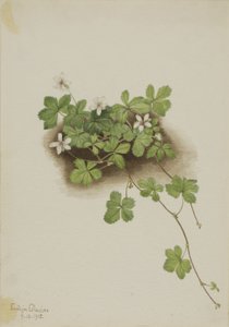 Rød duggbær (Rubus pedatus) av Mary Vaux Walcott