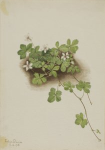 Red Dewberry Rubus pedatus, 1918. av Mary Vaux Walcott