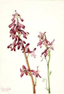 Rød ridderspore (Delphinium nudicale) av Mary Vaux Walcott