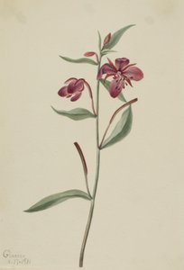  av Mary Vaux Walcott