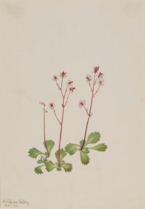 Redstem Saxifrage Saxifraga lyallii, 1916. av Mary Vaux Walcott