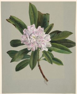  av Mary Vaux Walcott