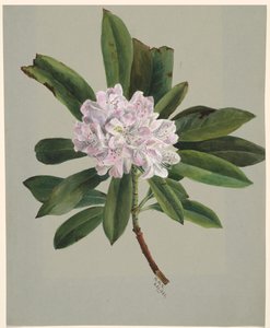 Rhododendron Rhododendron maksimum, 1880. av Mary Vaux Walcott