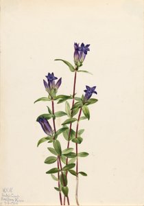  av Mary Vaux Walcott
